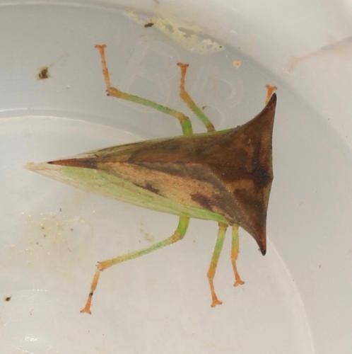 Réf. 332 005 : Stictocephala bisonia
